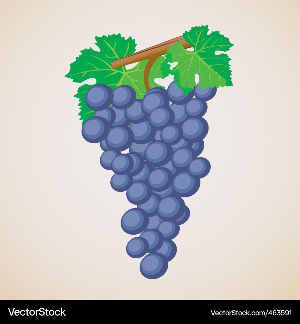 Grape fruit Royalty Free Vector Image - VectorStock