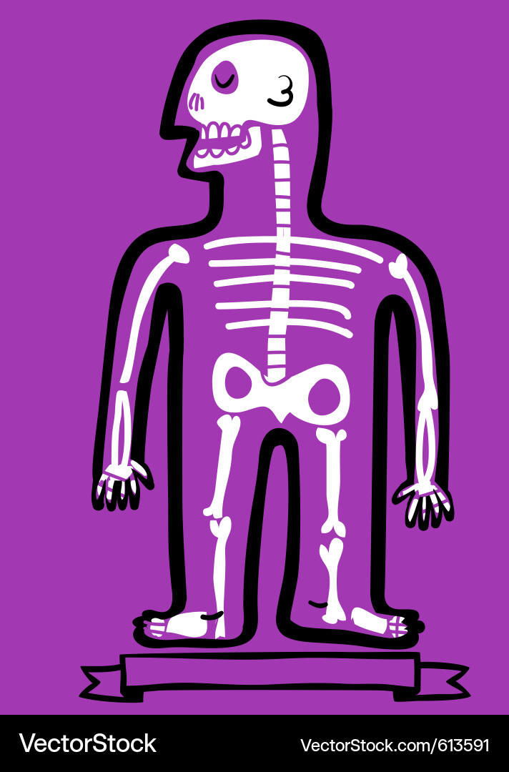 Human Skeleton Anatomy Royalty Free Vector Image