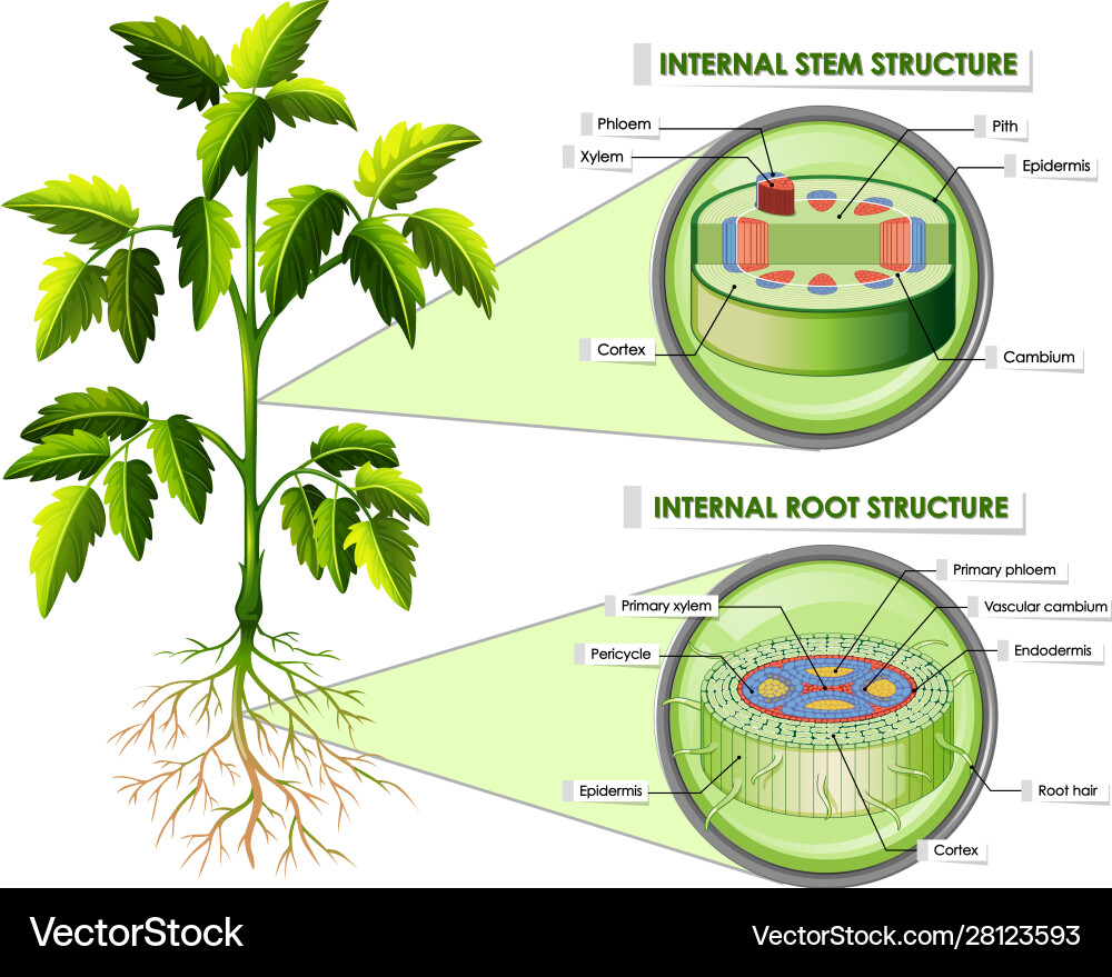 Diagram showing stem and root structure Diagram showing stem and root structure vector image