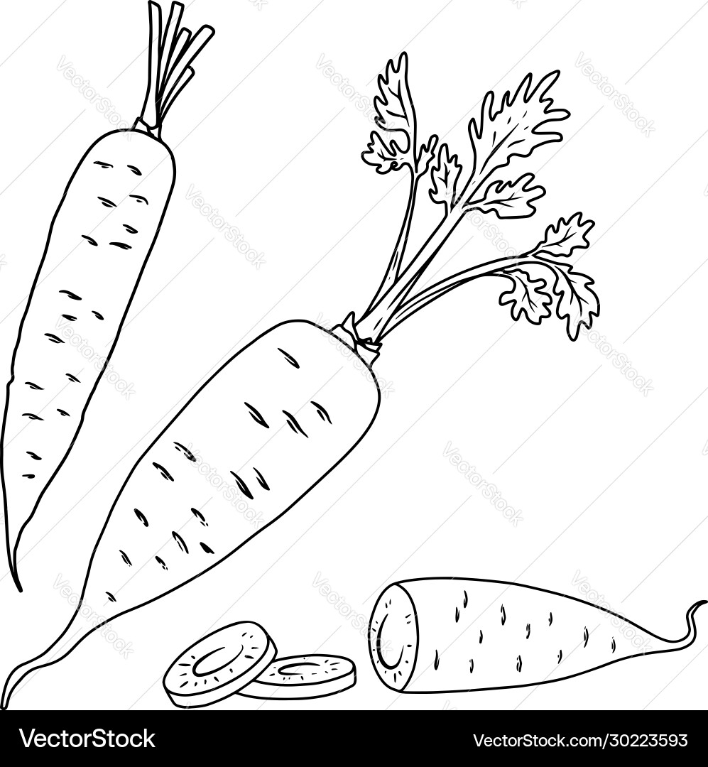 Set carrot in line style design element Set carrot in line style design element vector image