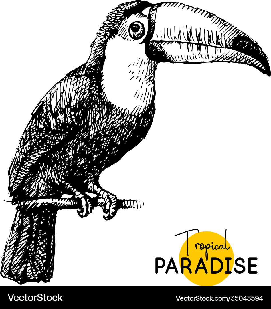 Hand drawn sketch black and white vintage exotic Hand drawn sketch black and white vintage exotic vector image