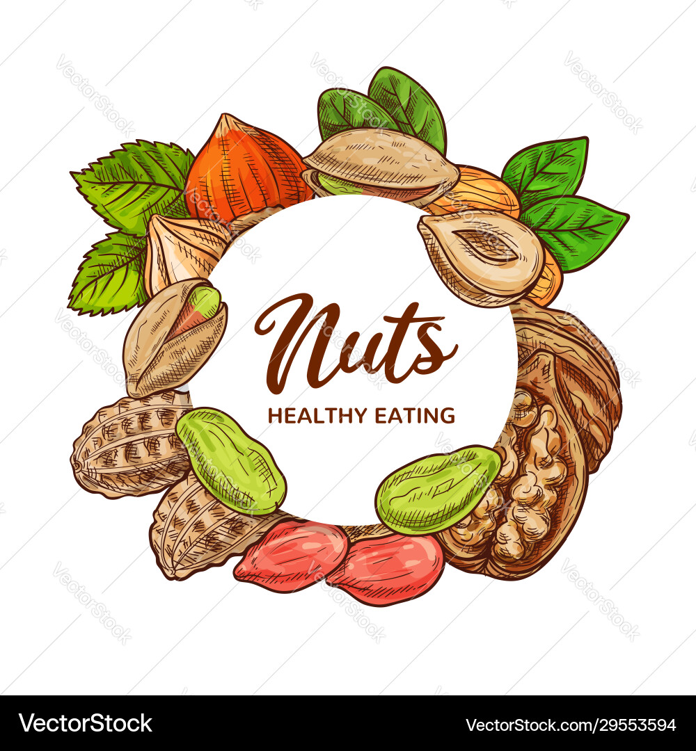 Nüsse Skizze Erdnuss Legume Bohnen Mandeln Walnüsse Nüsse Skizze Erdnuss Legume Bohnen Mandeln Walnüsse vektorbild