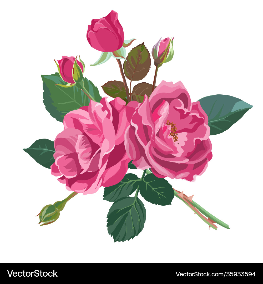 Summer or spring blooming roses peonies Summer or spring blooming roses peonies vector image