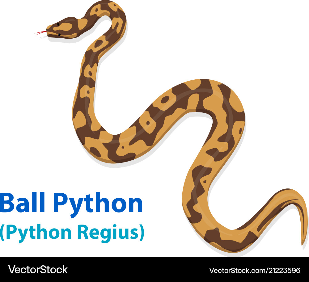 Ball Python Snake - Detailed Art Vector Image
