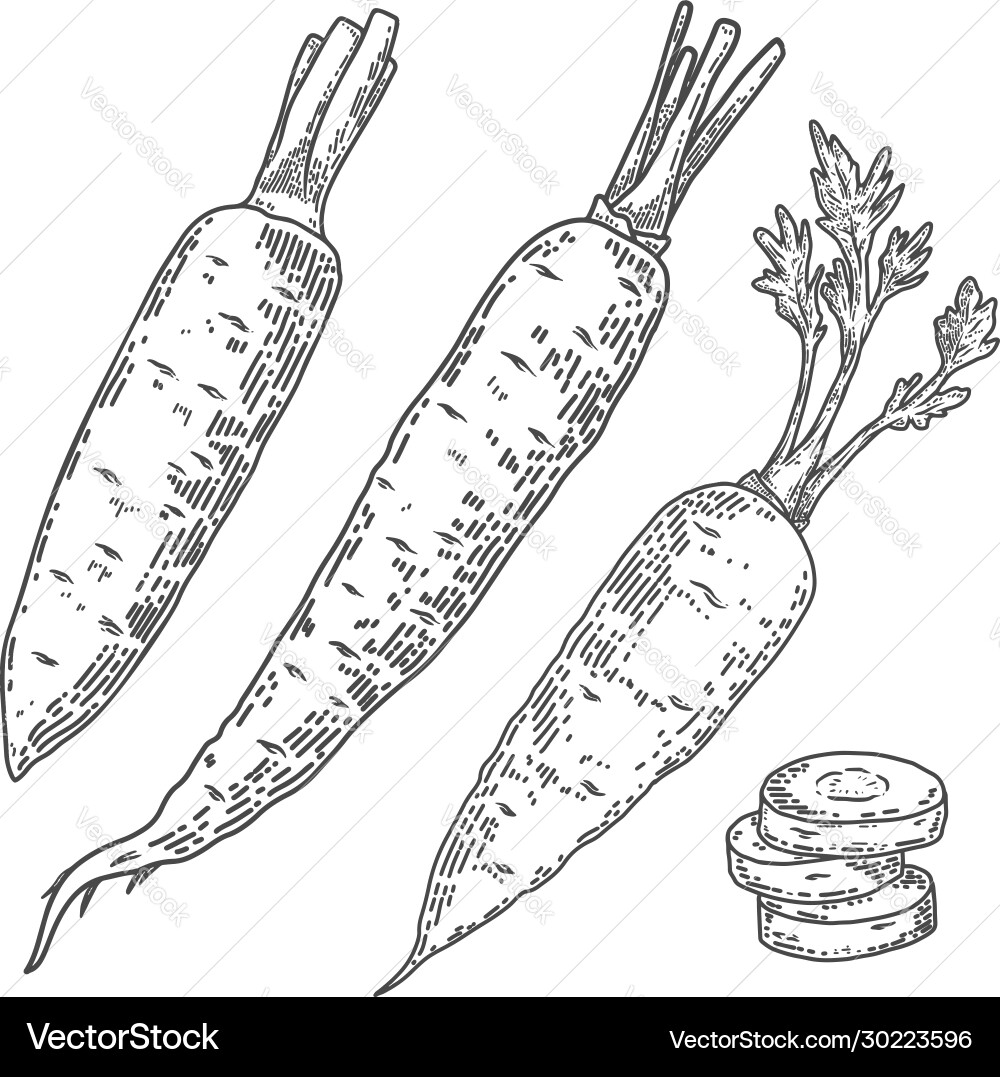 Carrots in engraving style design element Carrots in engraving style design element vector image
