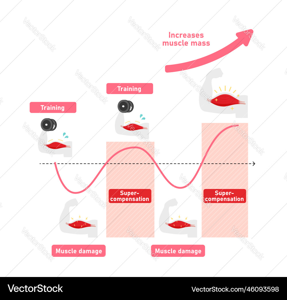 Graph of efficient muscle growth Graph of efficient muscle growth vector image