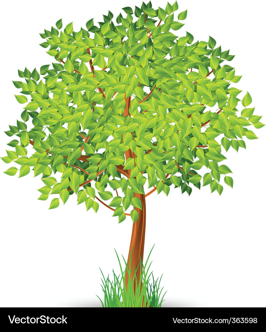 Tree Vector Image