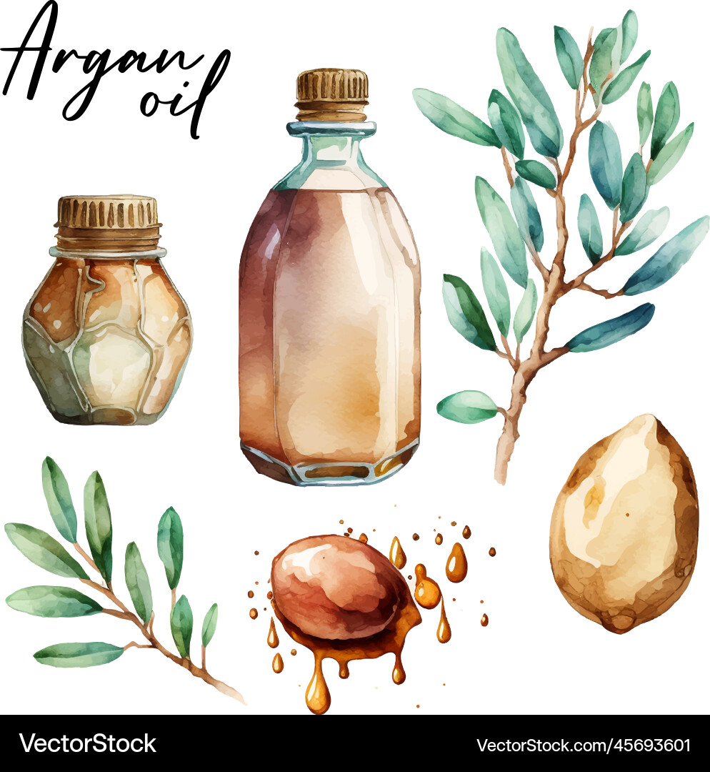 Branch of the argan tree can be used as a design Branch of the argan tree can be used as a design vector image
