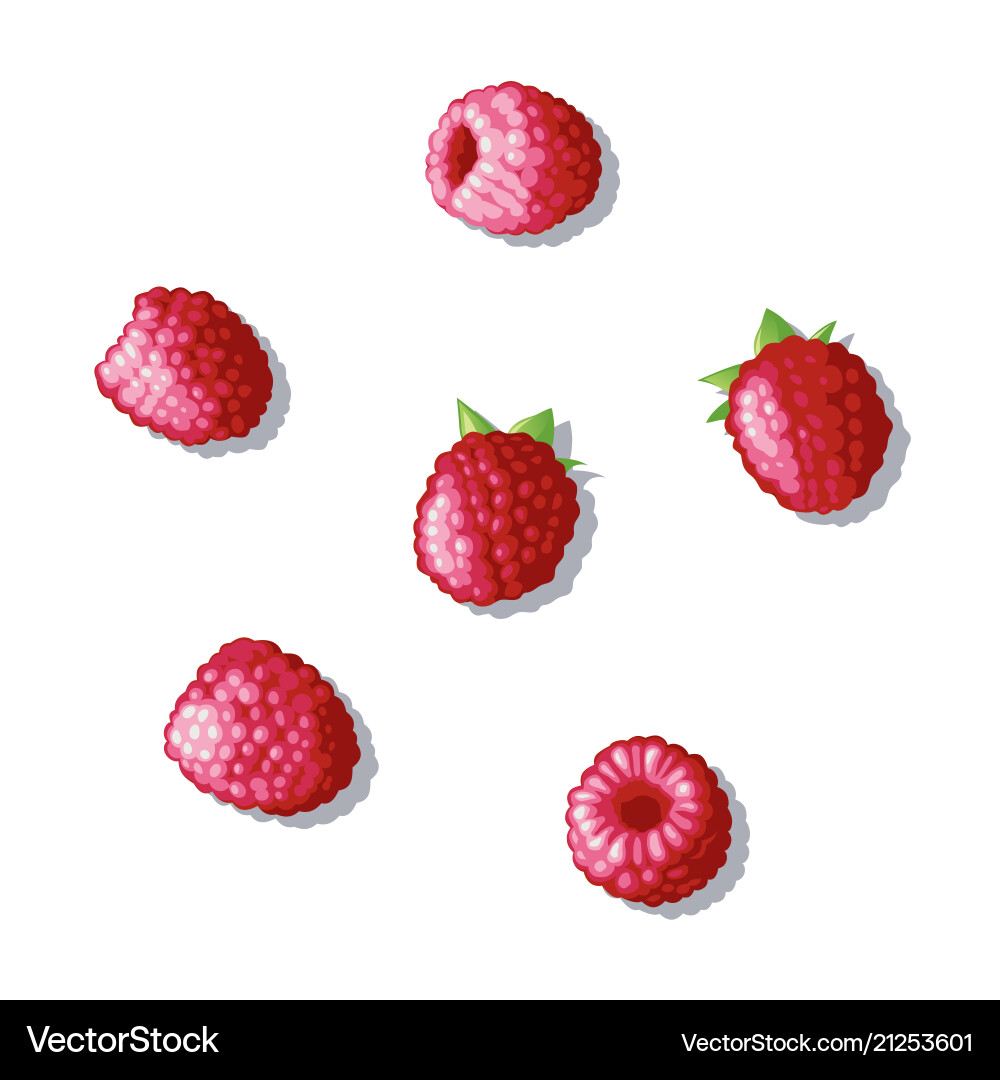 Derry raspberry vector image