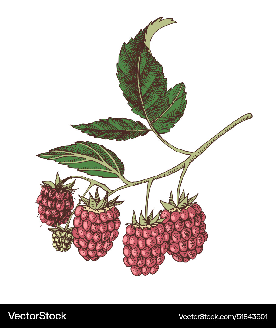 Raspberry branch with berries Raspberry branch with berries vector image
