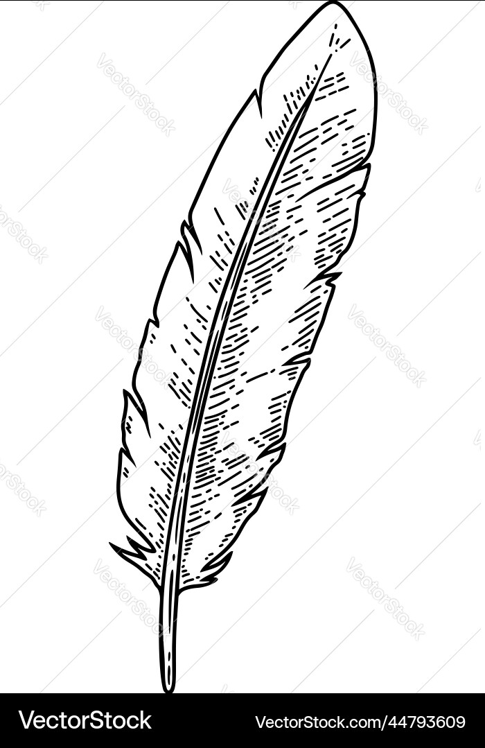Old feather pen in engraving style design element Old feather pen in engraving style design element vector image