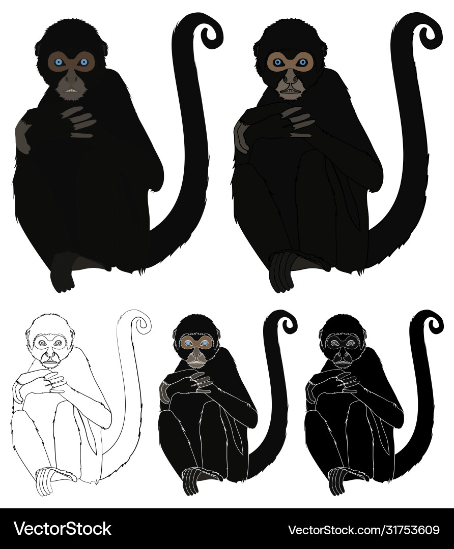 Spider monkey in front view Spider monkey in front view vector image