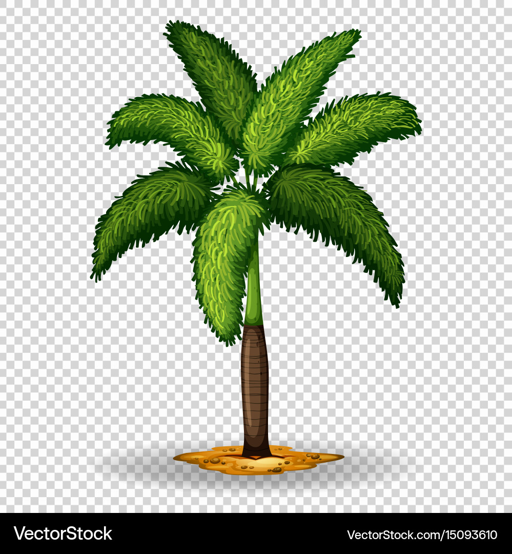 Palm tree on transparent background vector image