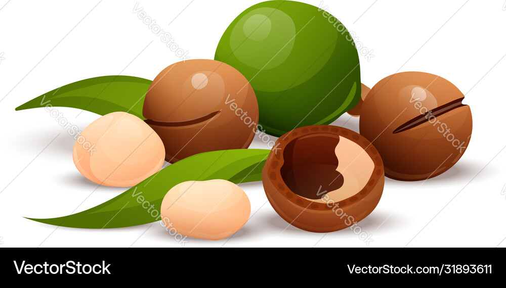 Macadamia nut composition raw and hulled kernels Vector Image