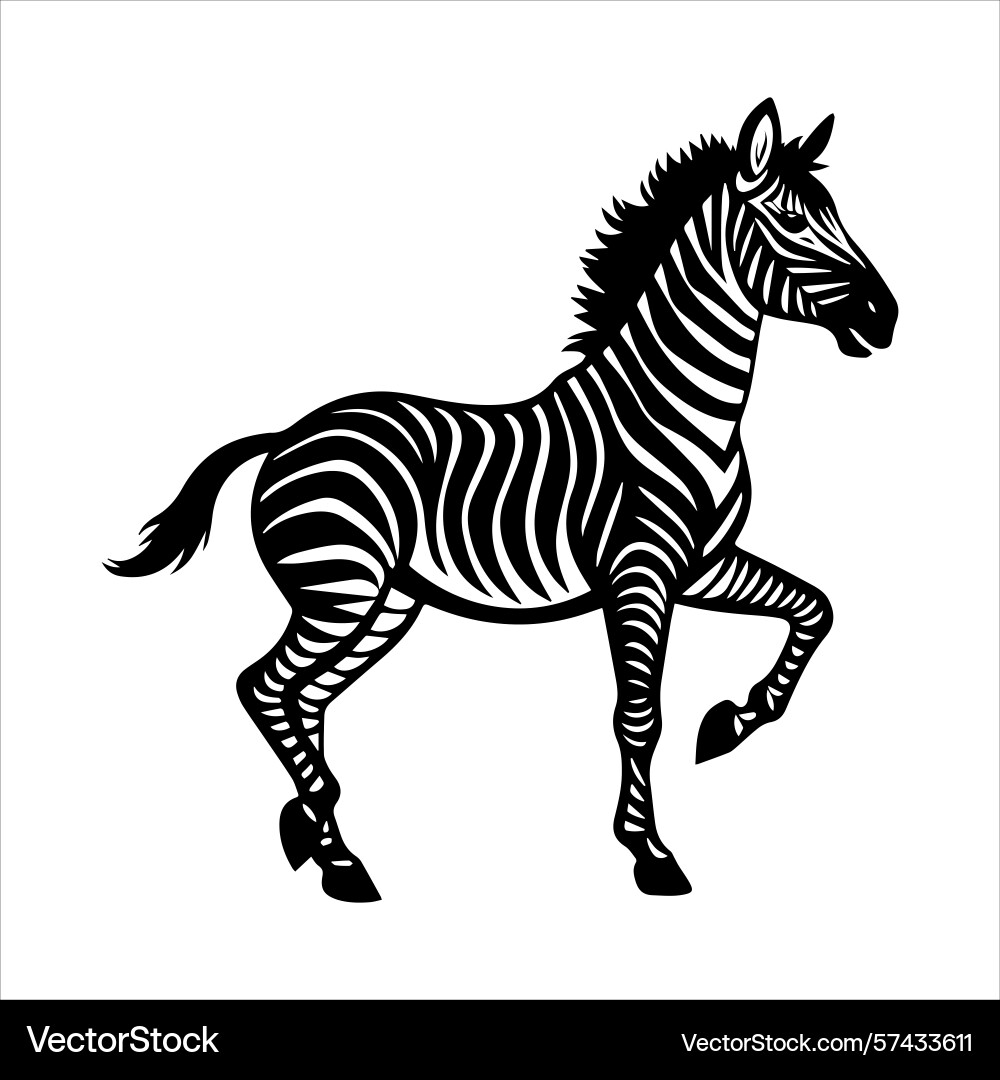 Plain zebra vector image