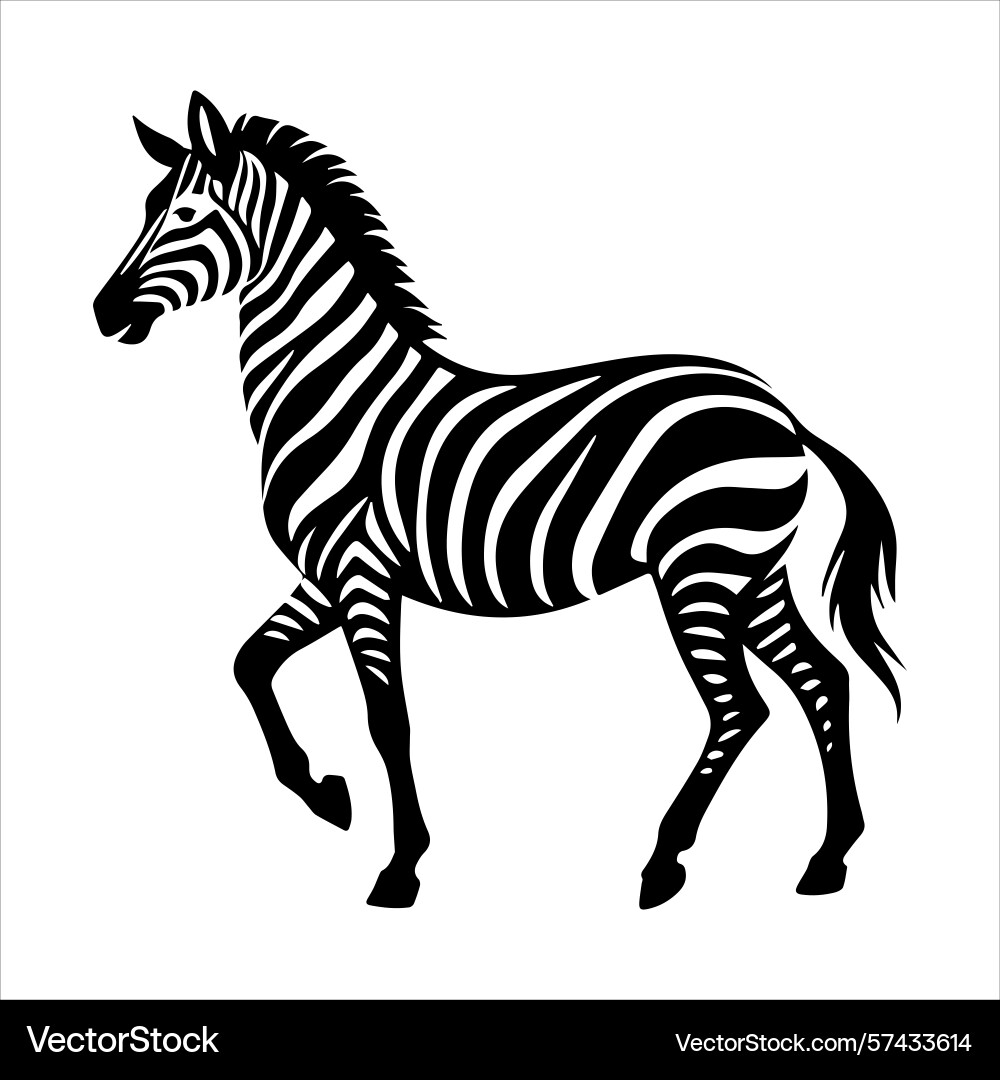 Plain zebra vector image