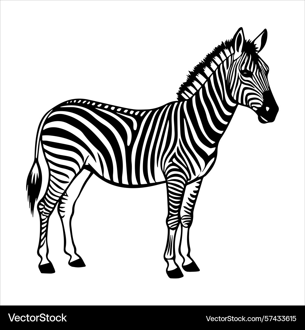 Plain zebra vector image