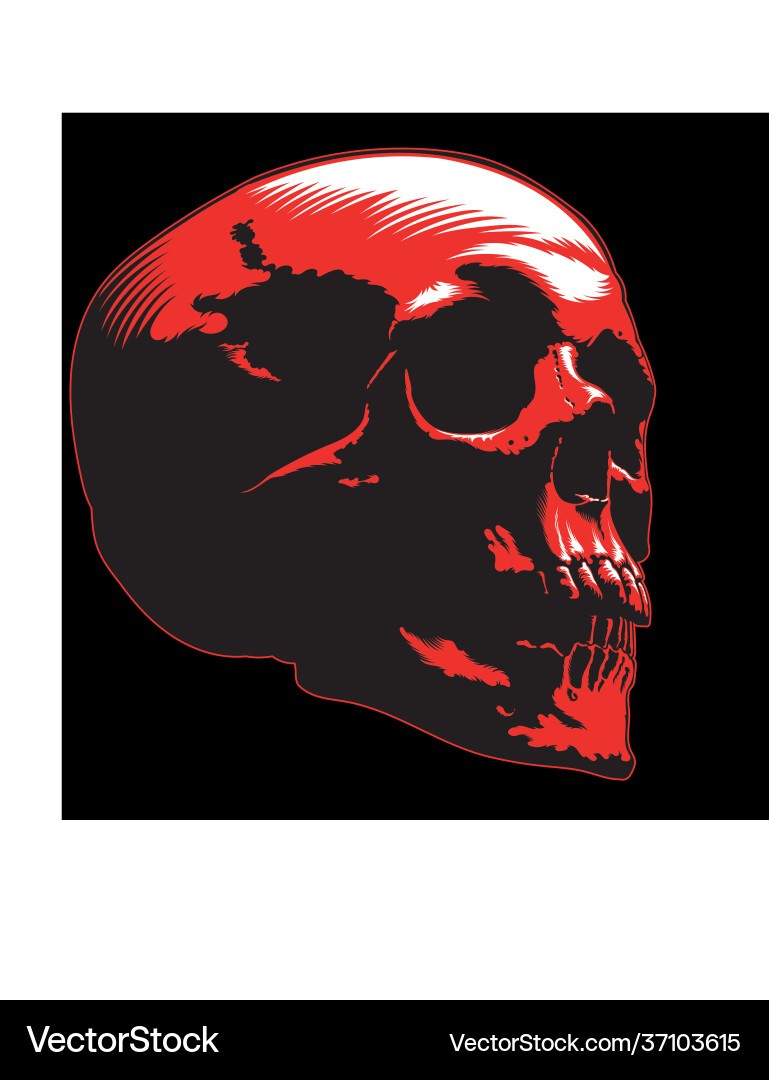 Skull image red vector image