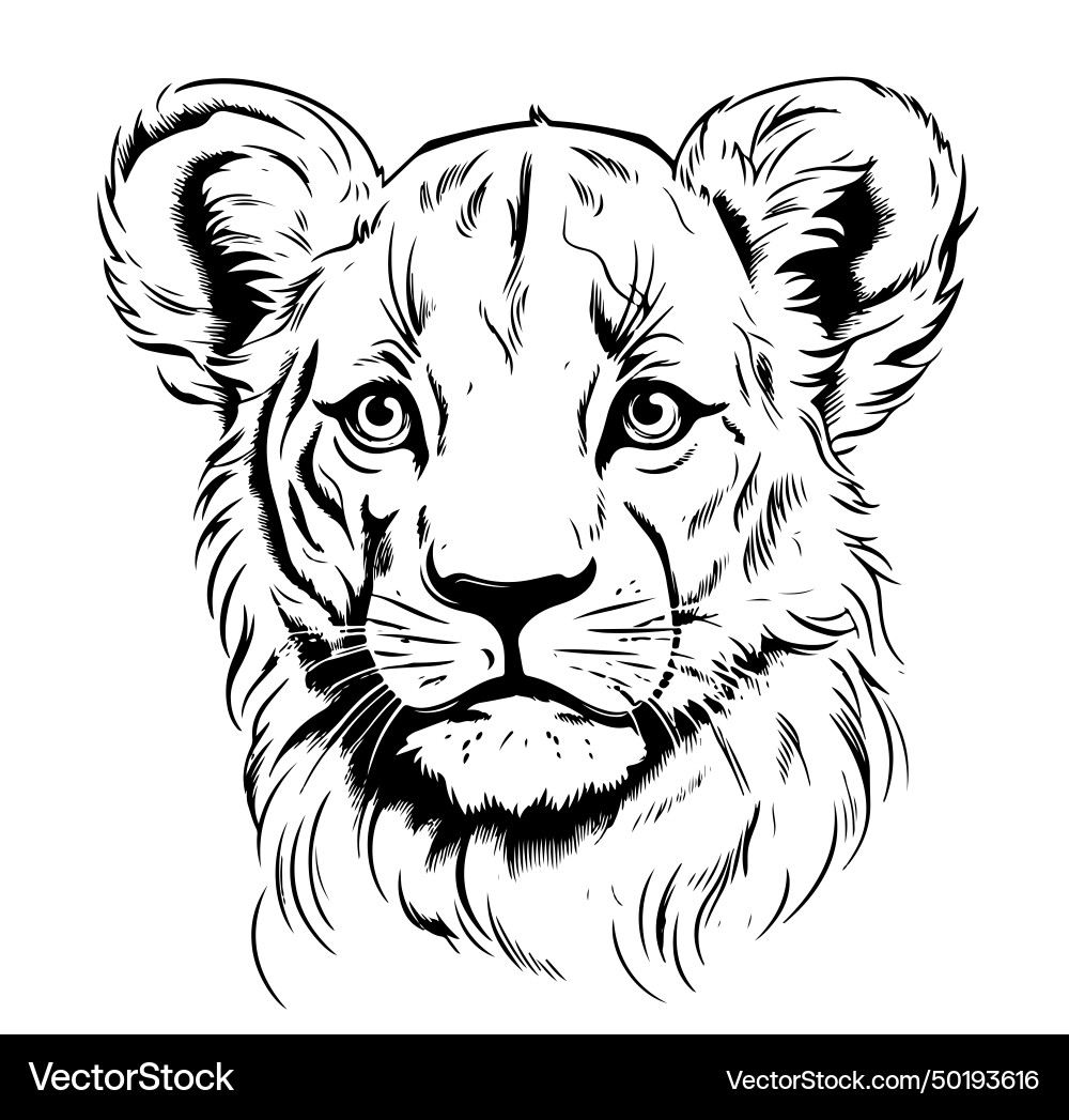 Little lion cub head hand drawn sketch wild – Royalty-Free Vector |  VectorStock, image size:1000x1047