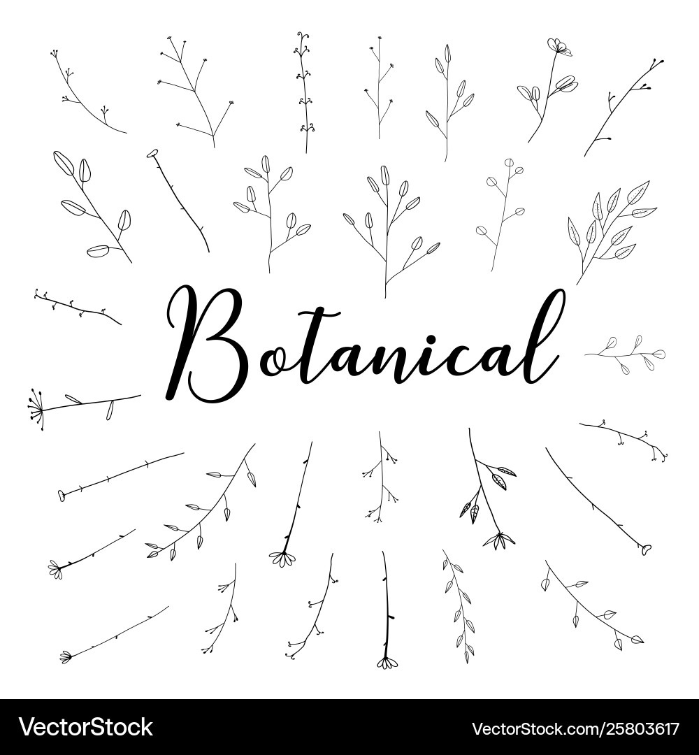 Hand drawn botanical set doodle floral element Hand drawn botanical set doodle floral element vector image