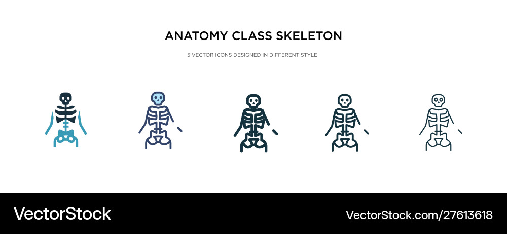 Anatomy class skeleton icon in different style vector image
