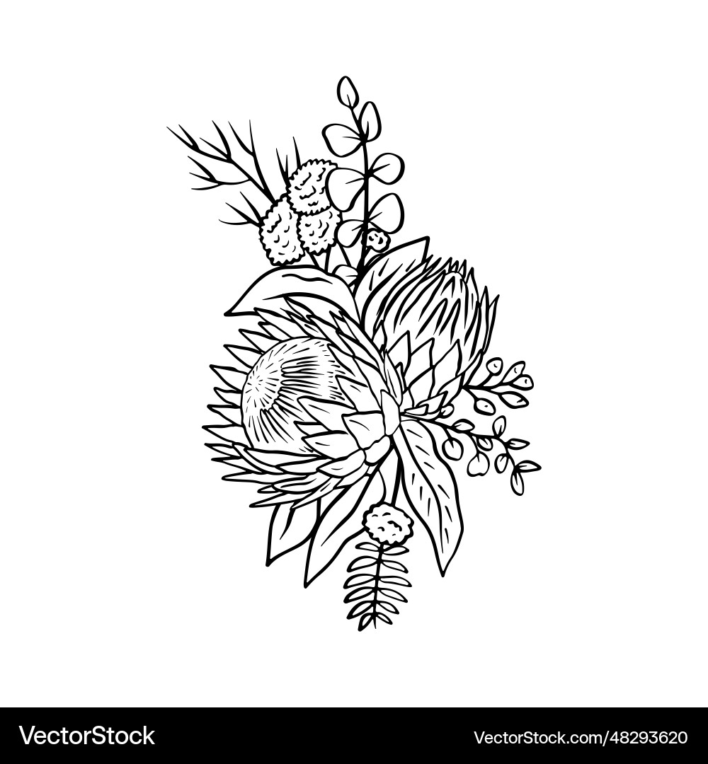 Monochrome tropical protea flowers and leaves Monochrome tropical protea flowers and leaves vector image