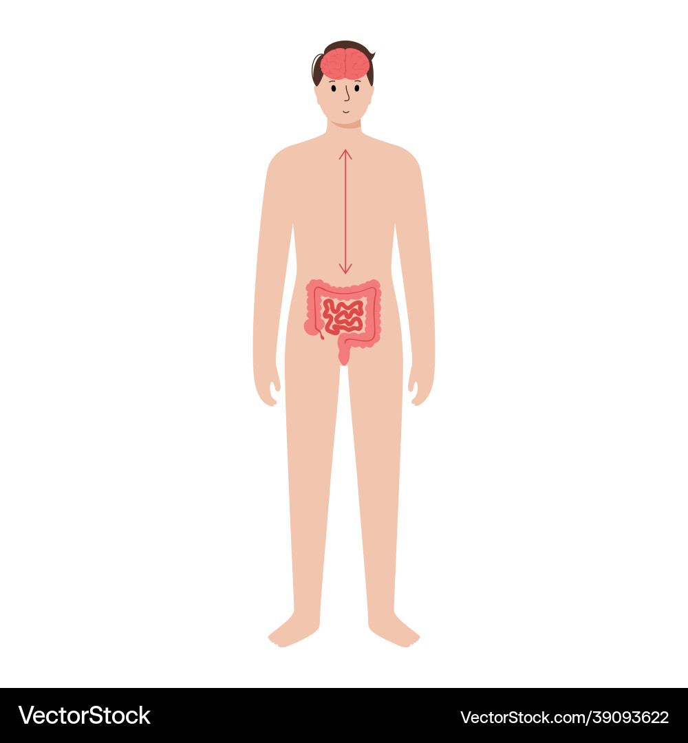 Gut brain connection Vector Image