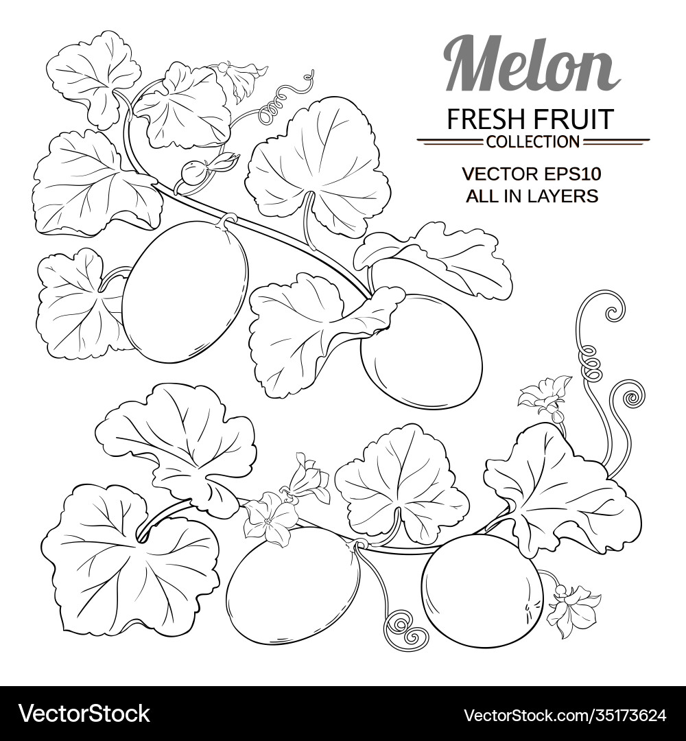 Melon plant set on white background vector image