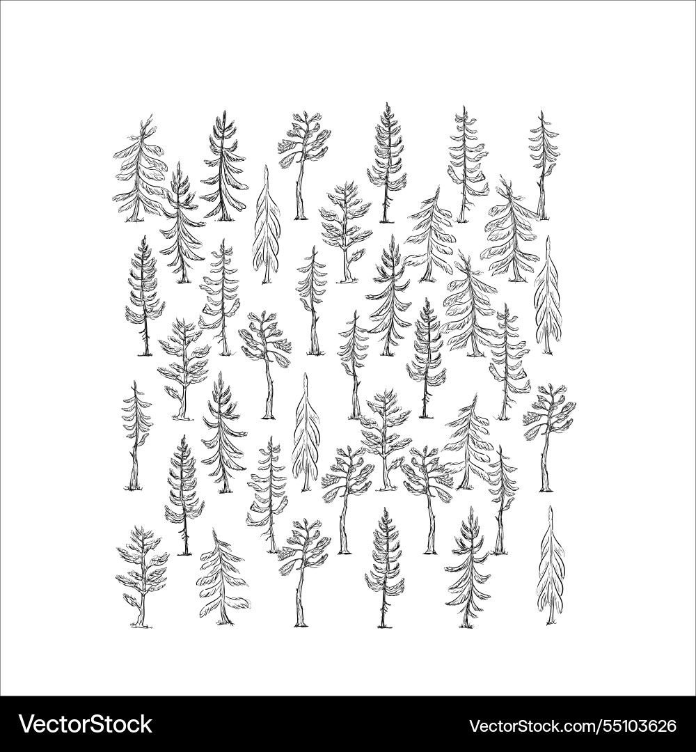Outline sketch spruce and pine trees black Vector Image