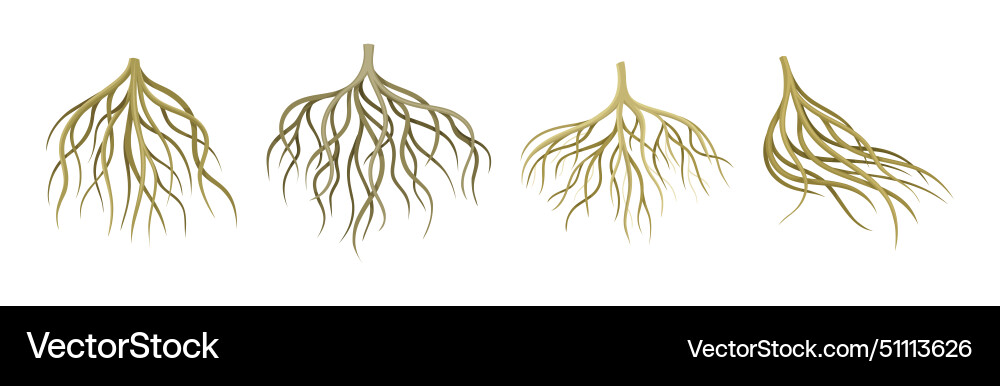 Tree roots with bare branched stem set Tree roots with bare branched stem set vector image