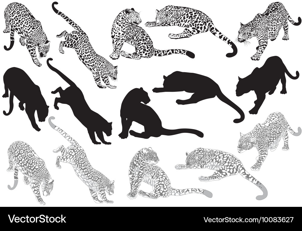Leopard Pattern on White vector image