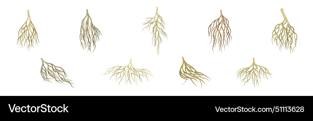 Tree roots with bare branched stem set Tree roots with bare branched stem set Vector Image