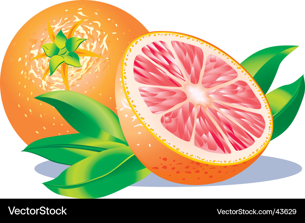 Grapefruits Royalty Free Vector Image - VectorStock
