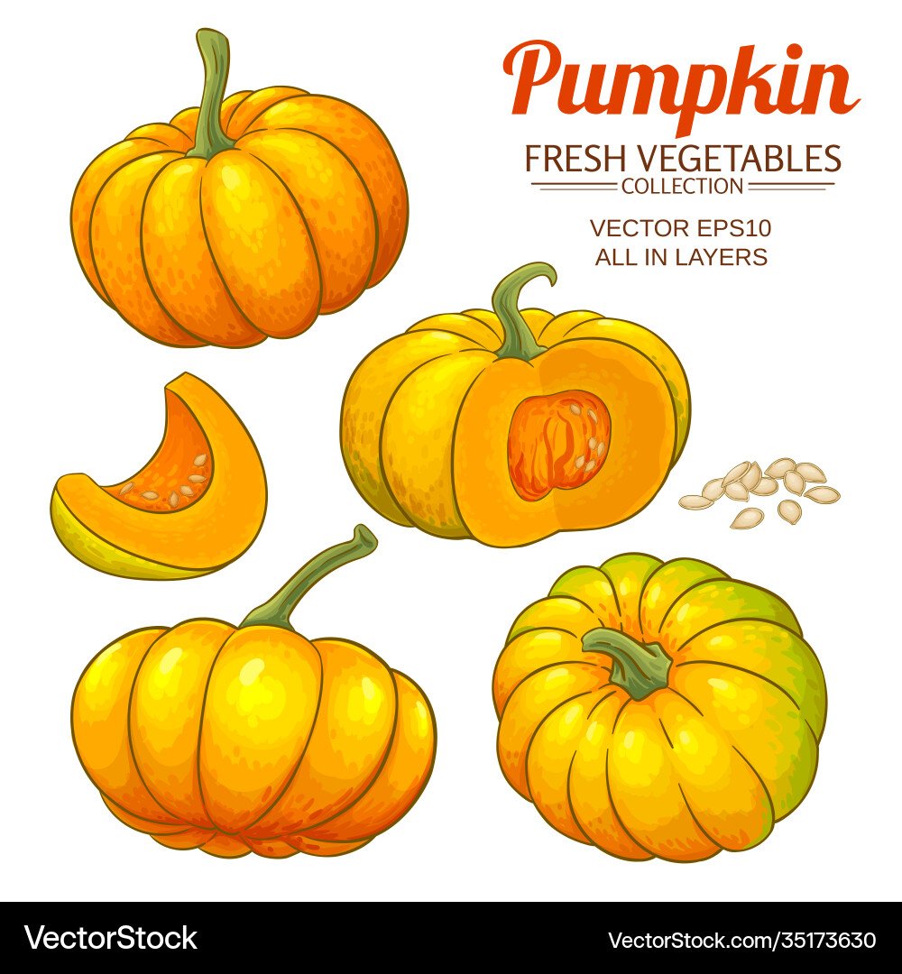 Kürbis Pflanze Set - Herbst Ernte Vektorbild