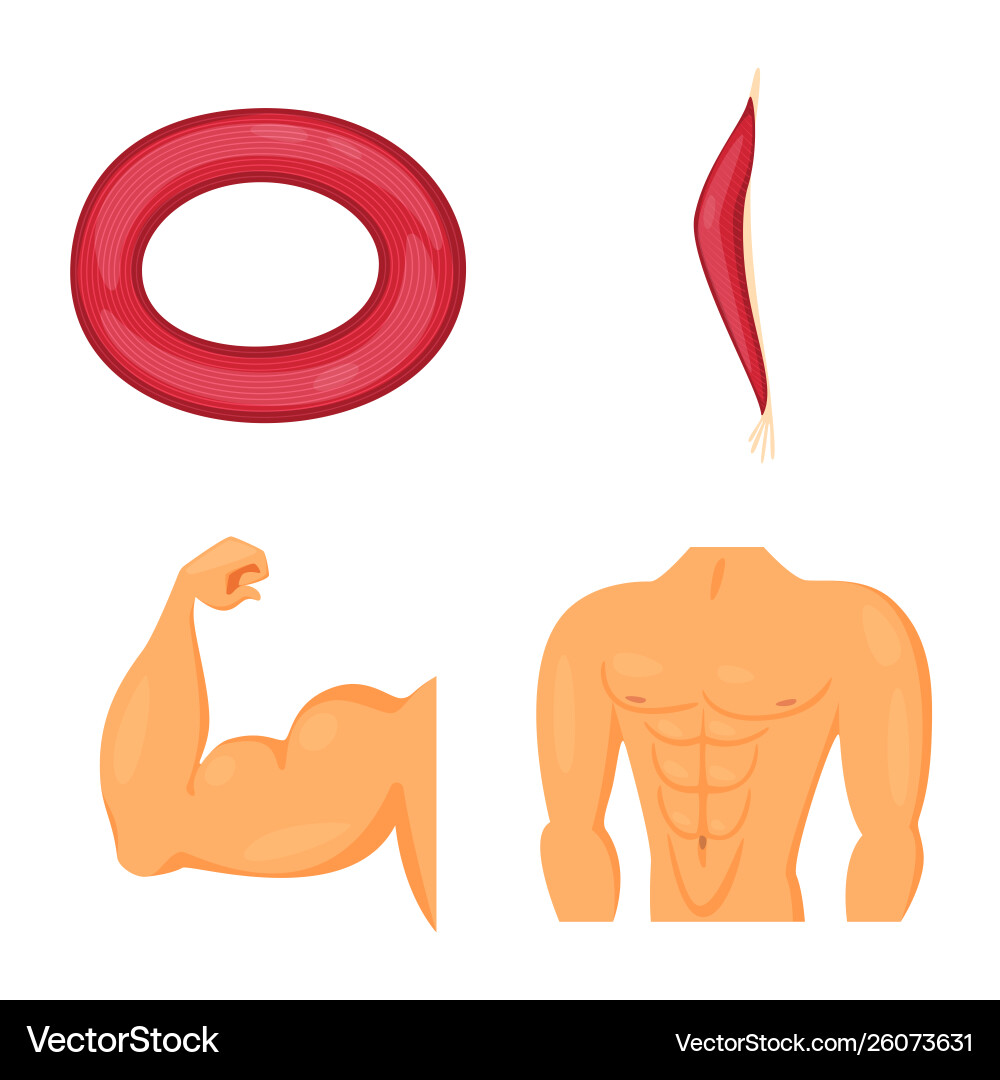 Isolated object muscle and cells icon set Vector Image