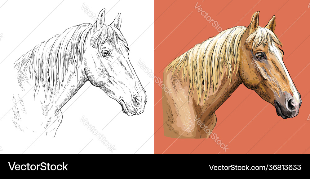 Portrait beauty sports horse Portrait beauty sports horse vector image