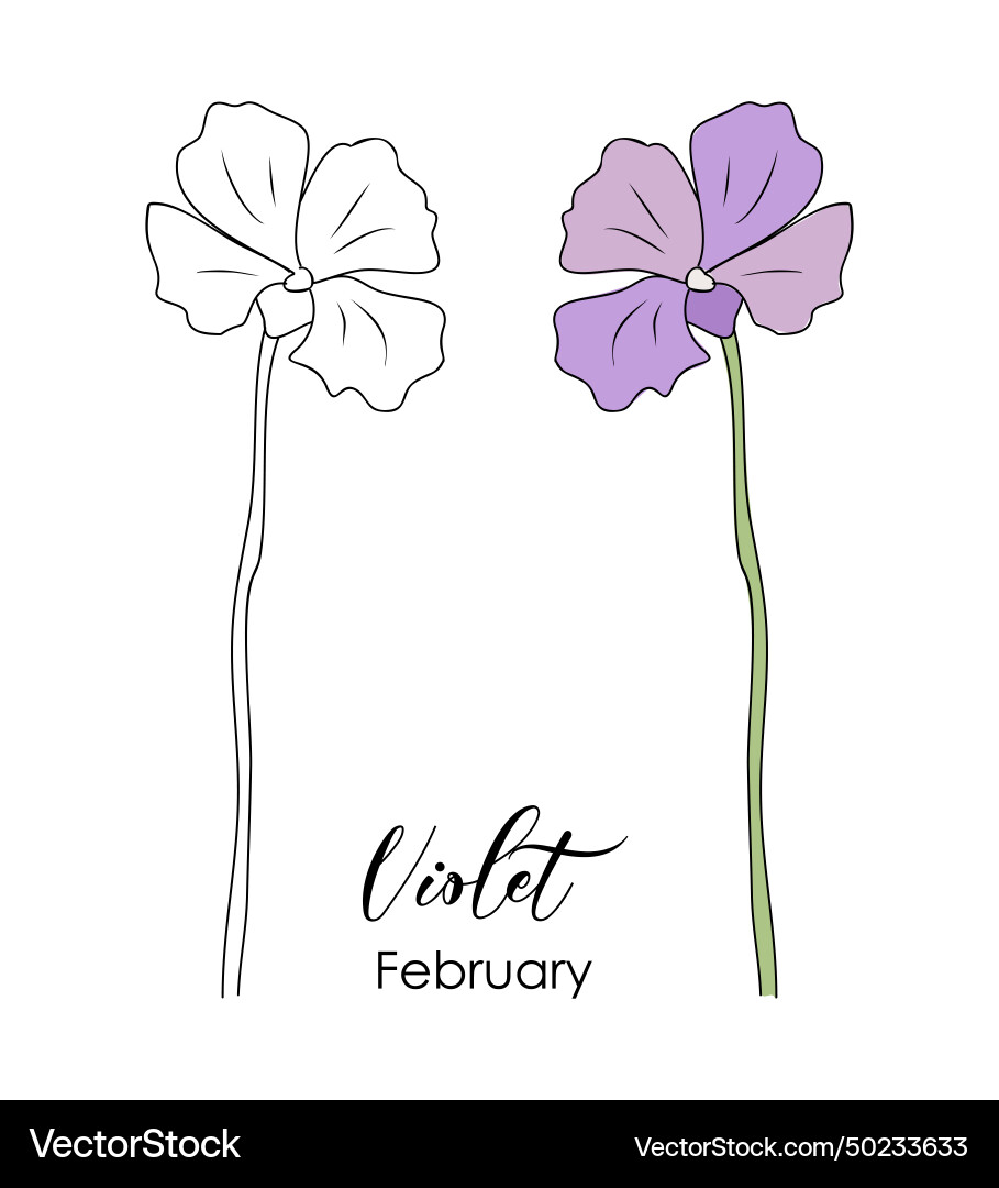 Violet Februar Geburt Monat Blume Zeichnung Violet Februar Geburt Monat Blume Zeichnung vektorbild