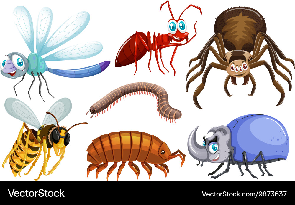 Set of different types bugs vector image