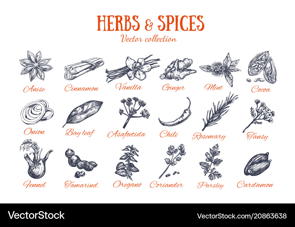 Herbs and spices condiments 4 vector image