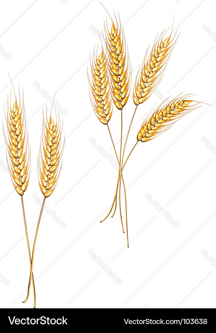 Isolated Wheat Symbol vector image