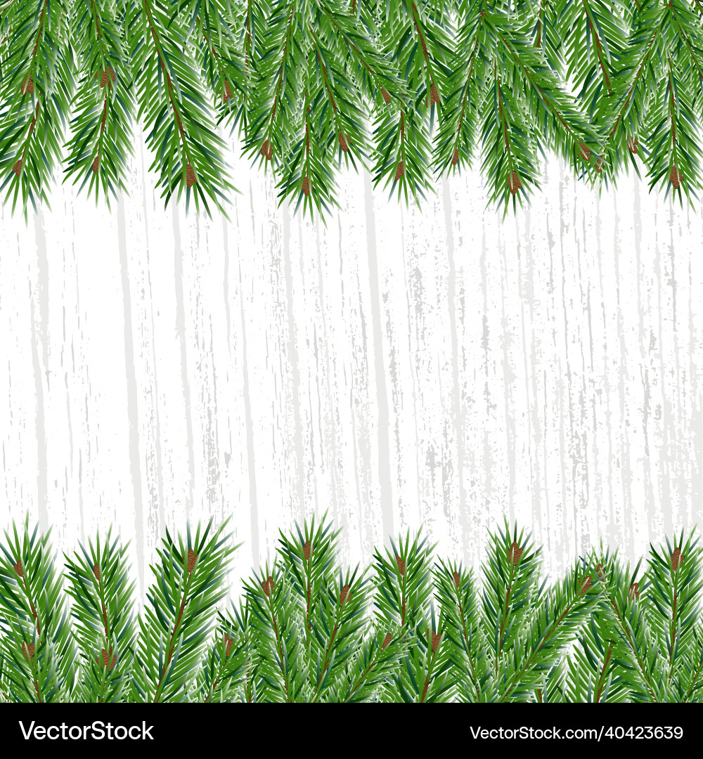 Branches of spruce or pine on gray background Branches of spruce or pine on gray background Vector Image