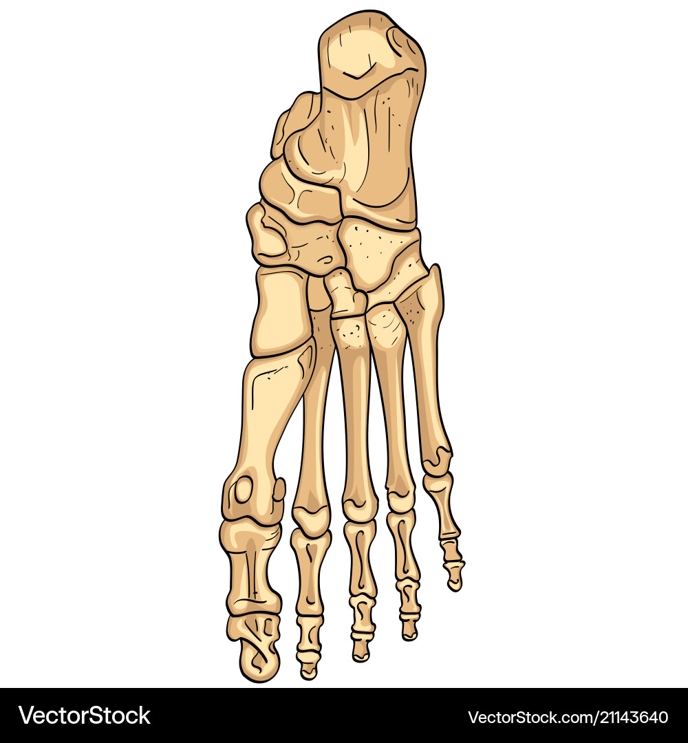Object isolated on white background bones Object isolated on white background bones vector image