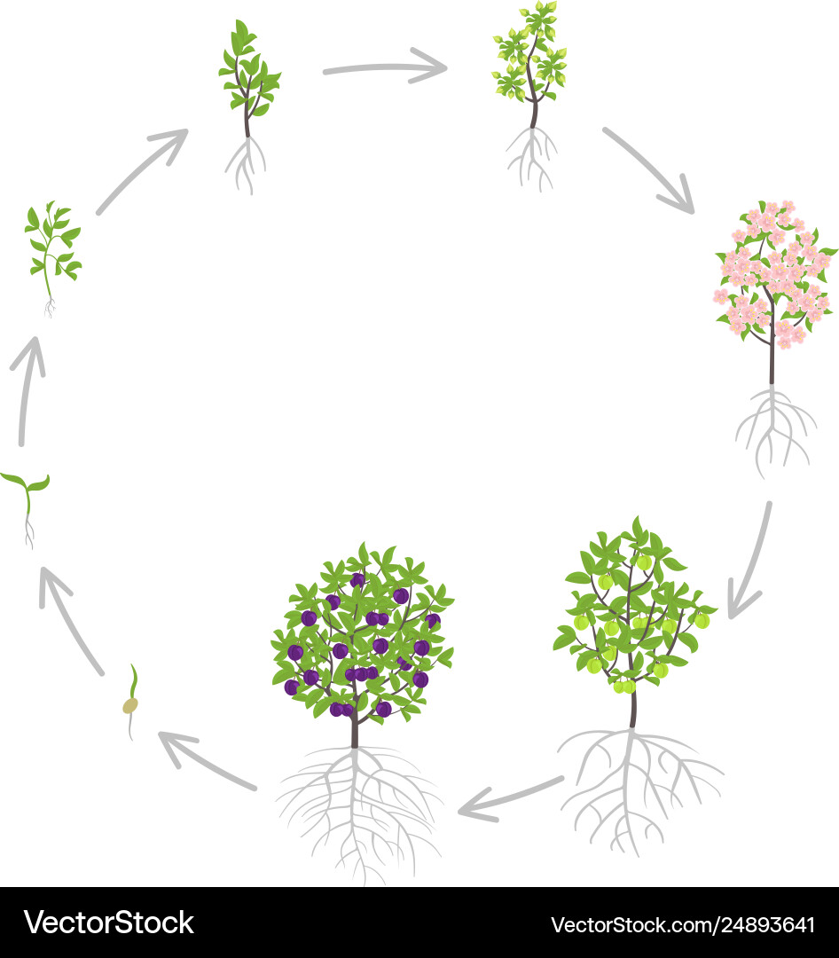 Blue plum tree growth stages Blue plum tree growth stages vector image