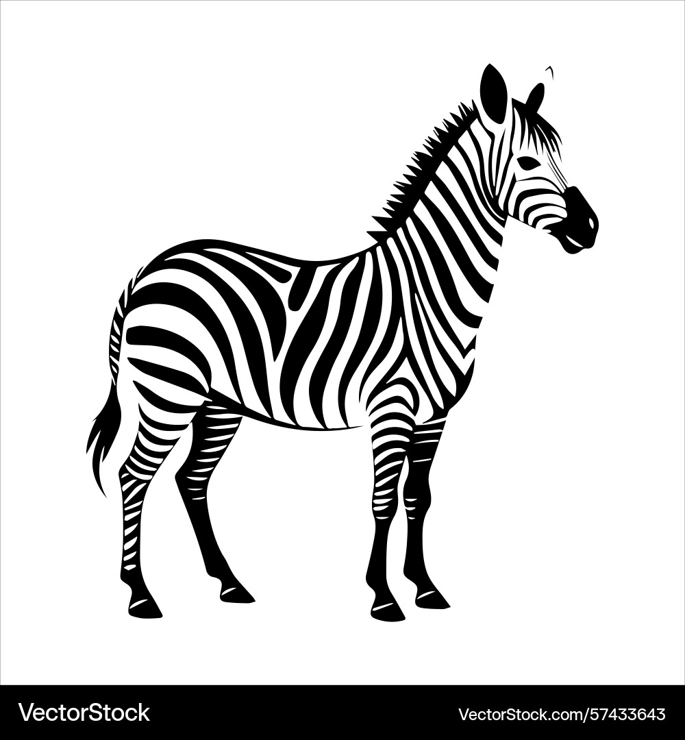 Plain zebra vector image