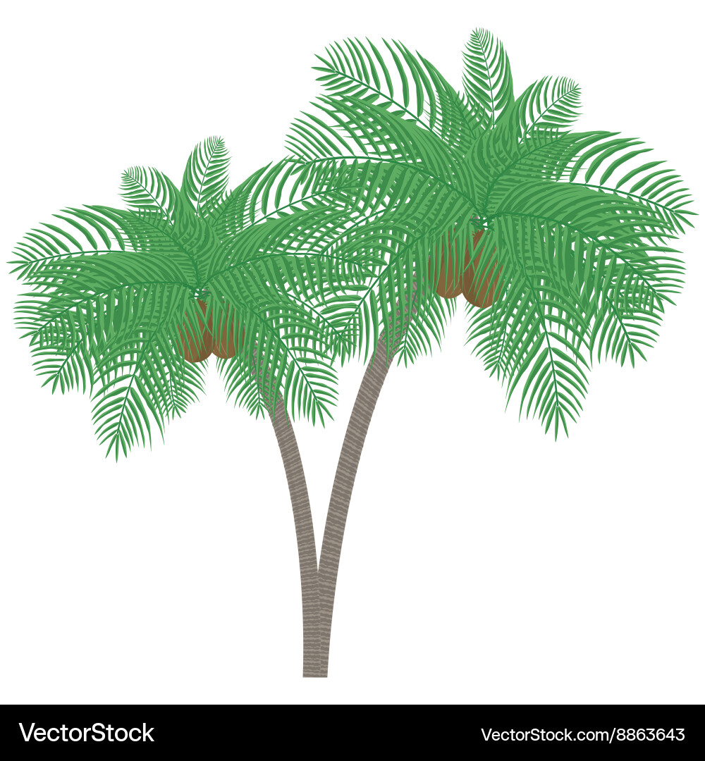 Silhouette palm tree with coconuts vector image