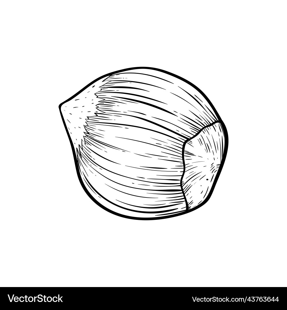 Hazelnut one simple icon in sketch style hatched Hazelnut one simple icon in sketch style hatched vector image