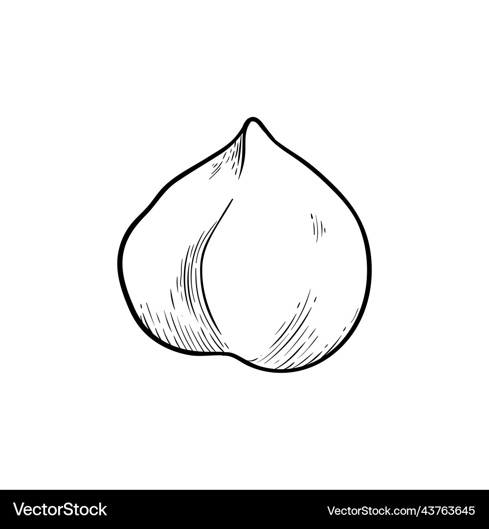 Hazelnut one kernel simple icon in sketch style Hazelnut one kernel simple icon in sketch style vector image