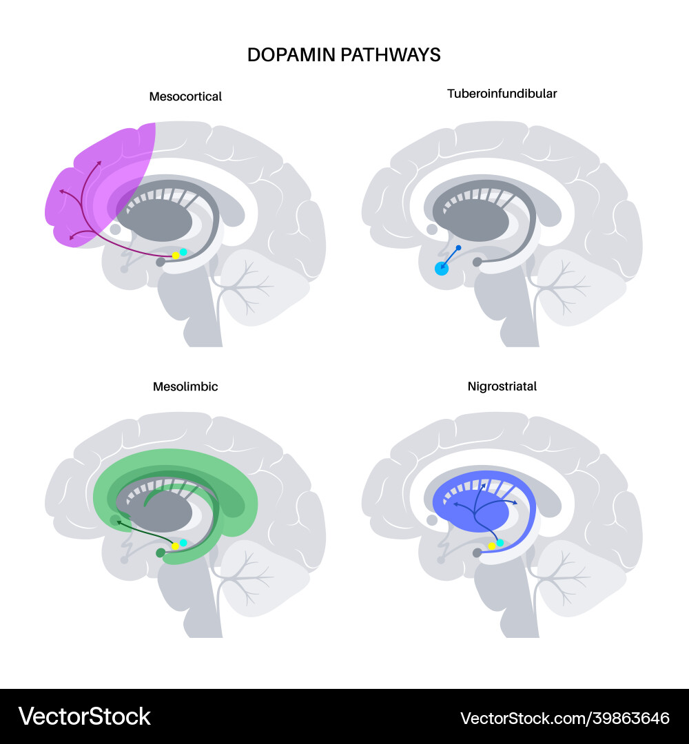 Dopamine Brain Pathways Vektorbild