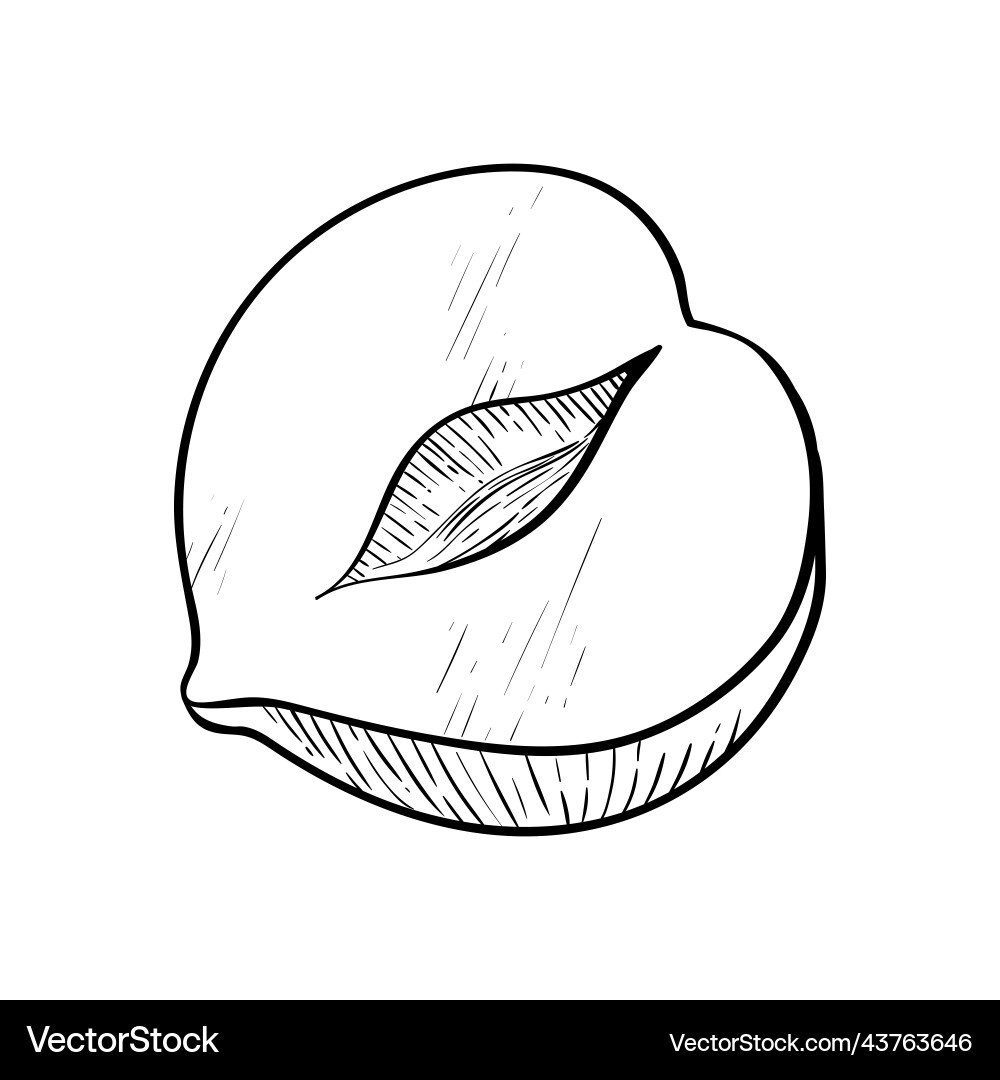 Hazelnut one kernel half simple icon in sketch Hazelnut one kernel half simple icon in sketch Vector Image