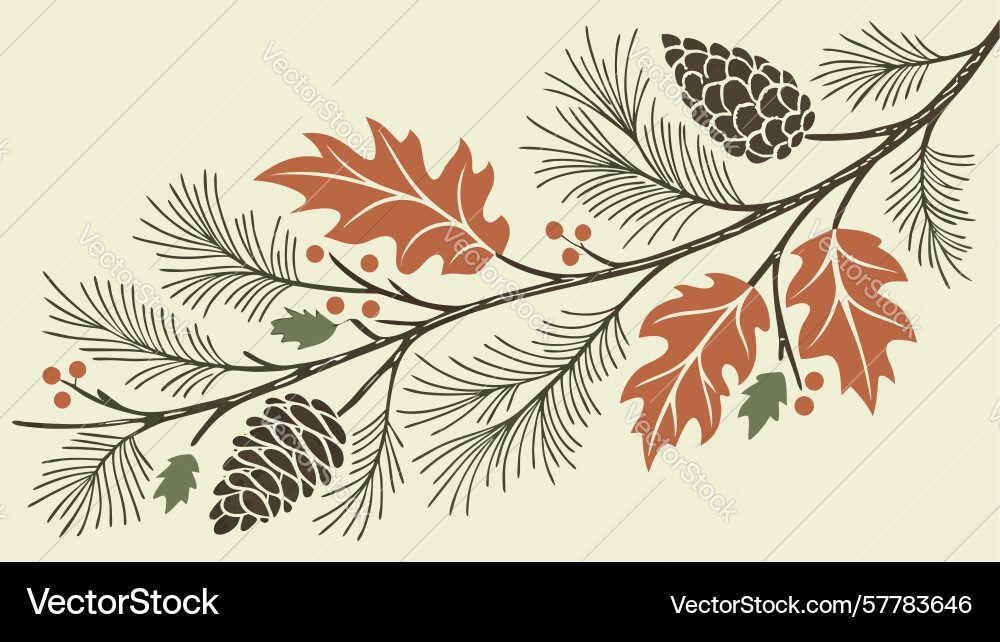 Pine branch with cones rustic natural element Vector Image